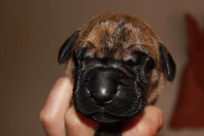 Yesse vom Hause Rawert