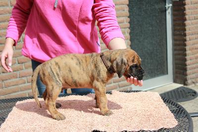 Yesse vom Hause Rawert