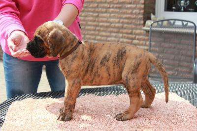 Yesse vom Hause Rawert