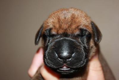 Yoko vom Hause Rawert