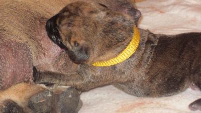 Yosefin vom Hause Rawert