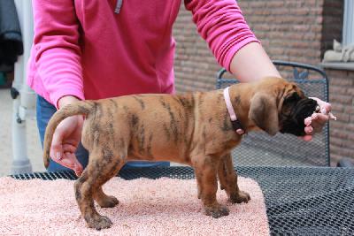 Yosefin vom Hause Rawert