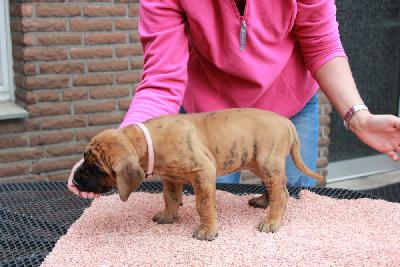 Yosefin vom Hause Rawert