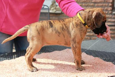 Yvette vom Hause Rawert