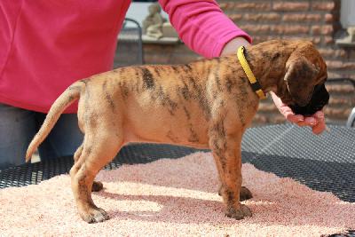 Yvette vom Hause Rawert