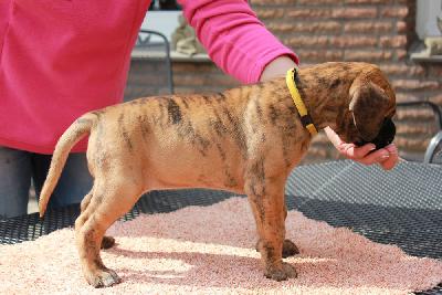 Yvette vom Hause Rawert