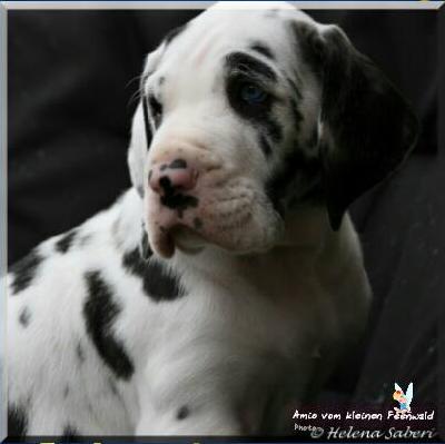 Ch Amio vom kleinen Feenwald