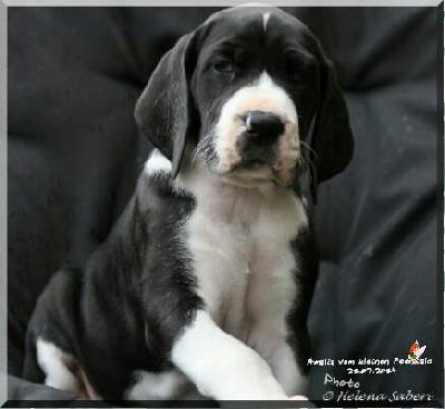 Amalia vom kleinen Feenwald