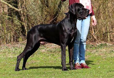 Ch Lanzelot Von Den Elf Quellen