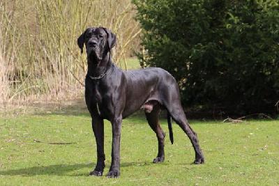 Ch Lanzelot Von Den Elf Quellen