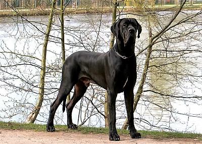 Ch Lanzelot Von Den Elf Quellen