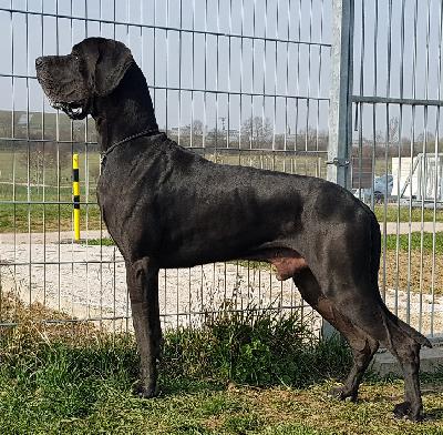 Ch Lanzelot Von Den Elf Quellen