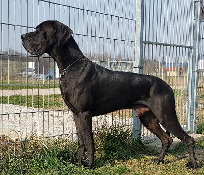 Ch Lanzelot Von Den Elf Quellen