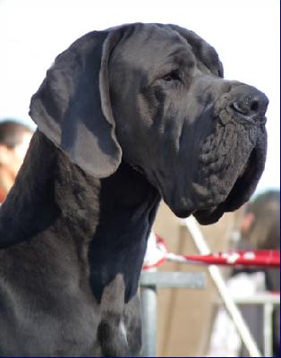 Bucefalo della Baia Azzurra