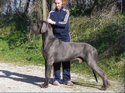 Bucefalo della Baia Azzurra