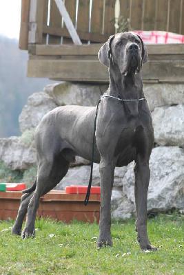 Aerys Beautiful Blue Ballerines