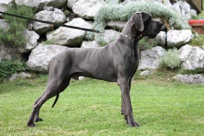 Aerys Beautiful Blue Ballerines