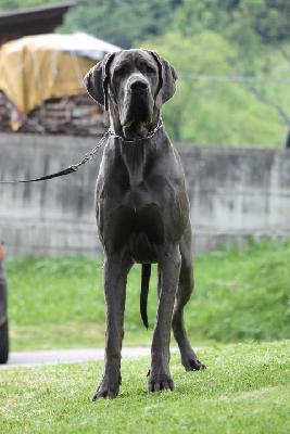 Aerys Beautiful Blue Ballerines