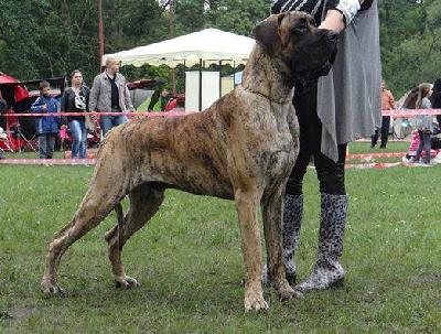 Ivan des terres de la Rairie