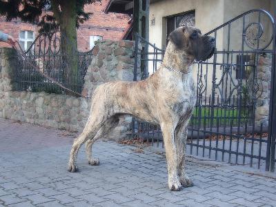 Ivan des terres de la Rairie