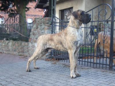 Ivan des terres de la Rairie