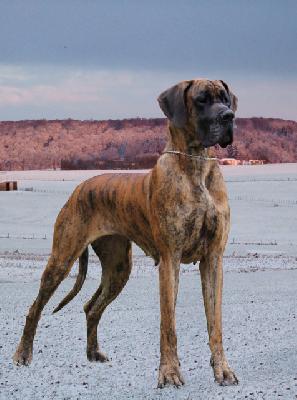 Ch Lotte vom Hause Rawert