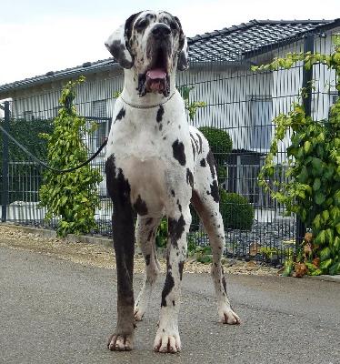 Noris von der Ofnethhle