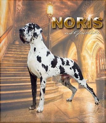 Noris von der Ofnethhle