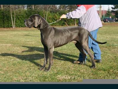 Un Gitano della Baia Azzurra