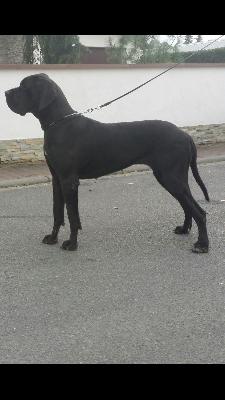 Valeska vom Herstallturm