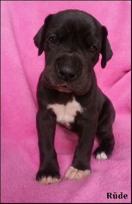 Yasser Von Blue Ground