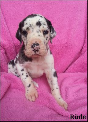 Ch Yaris Von Blue Ground