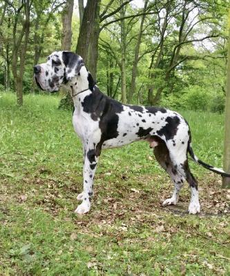 Ch Yaris Von Blue Ground