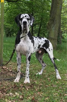 Ch Yaris Von Blue Ground