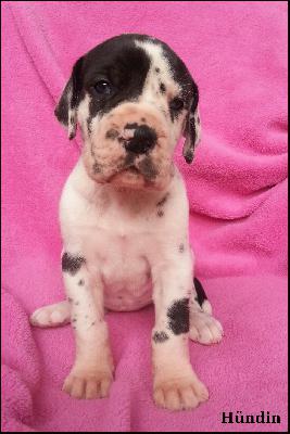 Yanka Von Blue Ground