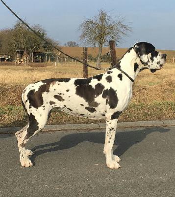 Yanka Von Blue Ground