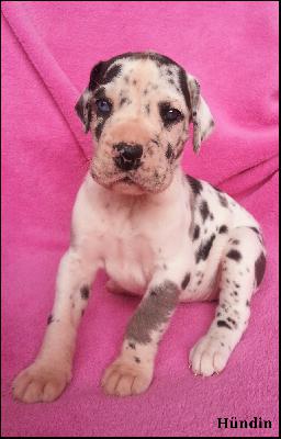 Yvetta Von Blue Ground