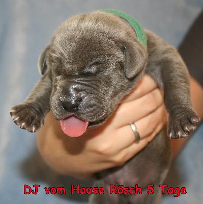 DJ vom Hause R�sch