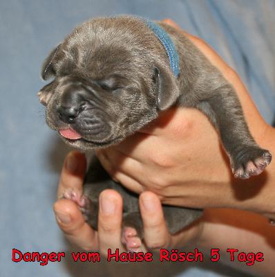 Danger vom Hause R�sch