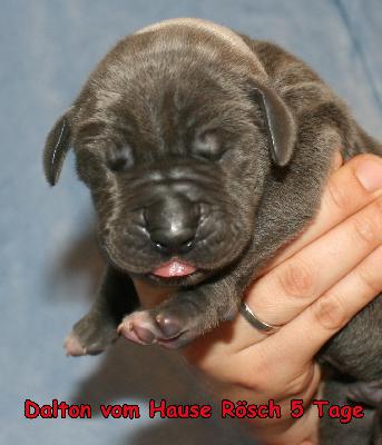 Dalton vom Hause R�sch