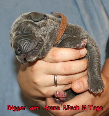 Digger vom Hause R�sch