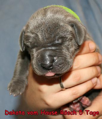 Dakota vom Hause R�sch