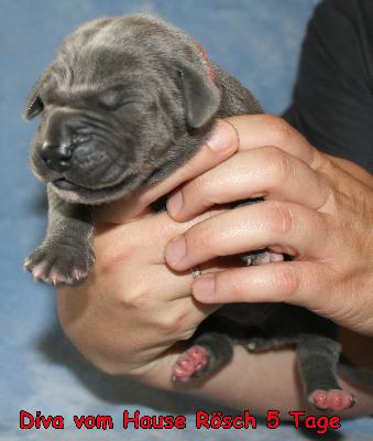 Diva vom Hause R�sch