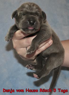 Doro vom Hause R�sch