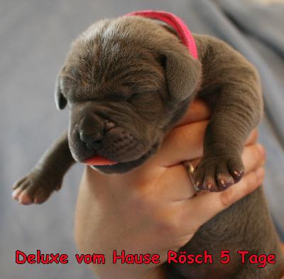 Deluxe vom Hause R�sch