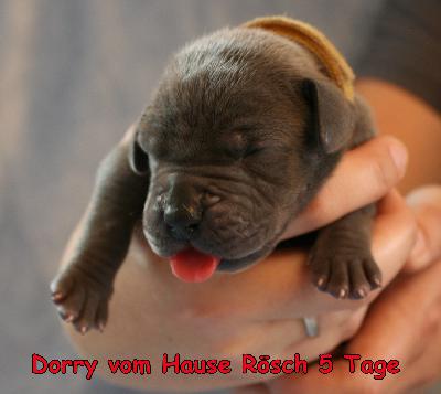 Donna vom Hause R�sch