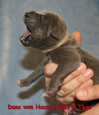 Dana vom Hause R�sch