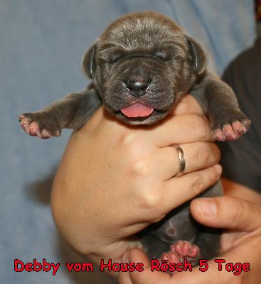 Debby vom Hause R�sch