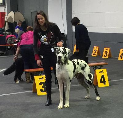 Chironimo vom Hause Bucari