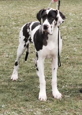 Calischa Shiva of Carribean vom Hause Bucari